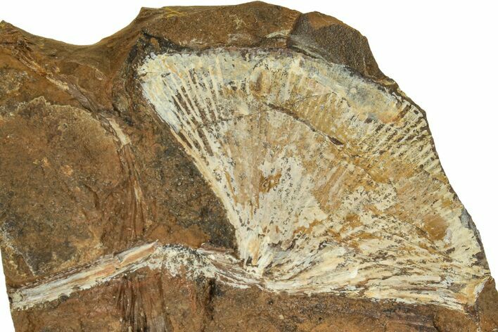 Fossil Ginkgo Leaf From North Dakota - Paleocene #215471